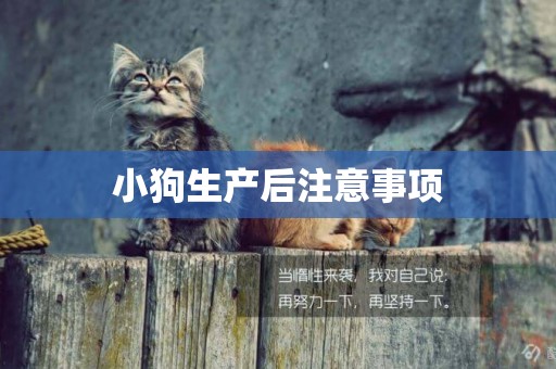 小狗生產后注意事項
