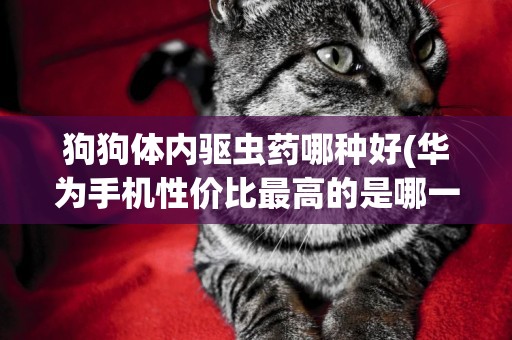 狗狗體內驅蟲藥哪種好(華為手機性價比最高的是哪一款) 