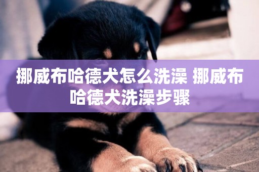 挪威布哈德犬怎么洗澡 挪威布哈德犬洗澡步驟