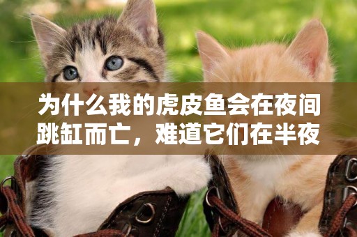 為什么我的虎皮魚會在夜間跳缸而亡，難道它們在半夜撞鬼了嗎？ 