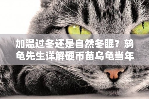 加溫過冬還是自然冬眠？鶇龜先生詳解硬幣苗烏龜當年自然冬眠方法 