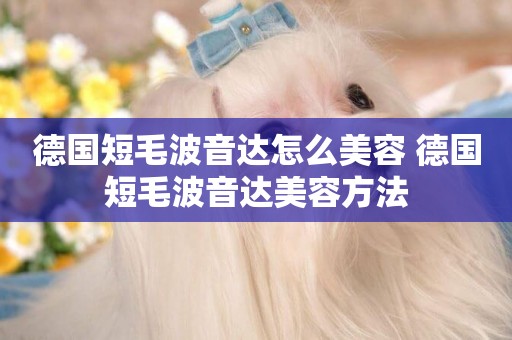 德國短毛波音達怎么美容 德國短毛波音達美容方法