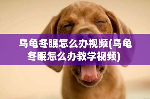 烏龜冬眠怎么辦視頻(烏龜冬眠怎么辦教學視頻) 