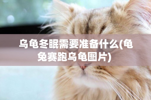 烏龜冬眠需要準備什么(龜兔賽跑烏龜圖片) 