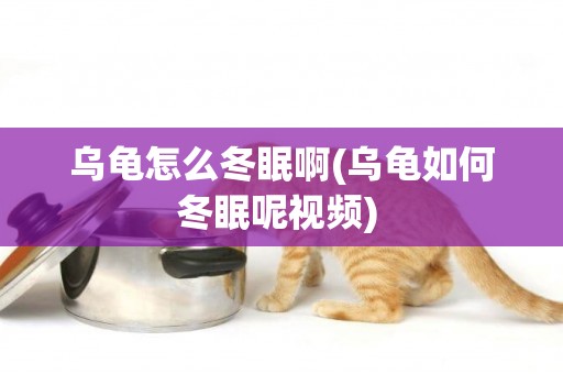 烏龜怎么冬眠啊(烏龜如何冬眠呢視頻) 
