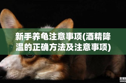 新手養龜注意事項(酒精降溫的正確方法及注意事項) 