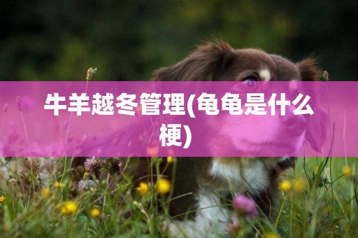 牛羊越冬管理(龜龜是什么梗) 