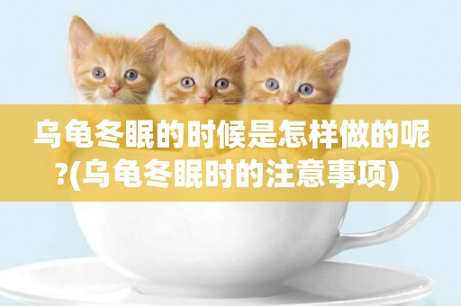烏龜冬眠的時候是怎樣做的呢?(烏龜冬眠時的注意事項) 