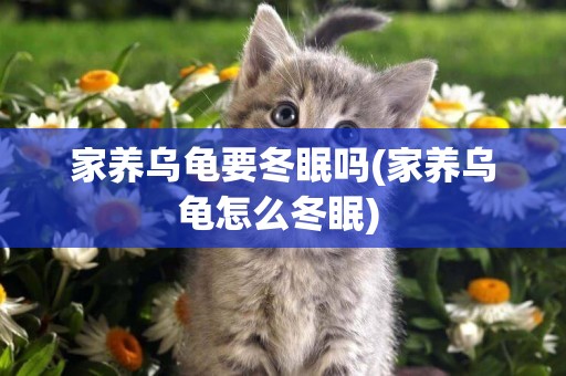 家養烏龜要冬眠嗎(家養烏龜怎么冬眠) 