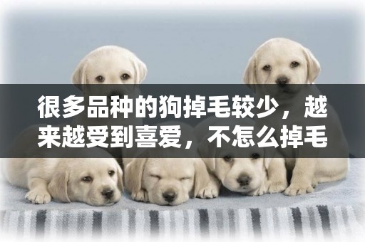 很多品種的狗掉毛較少，越來越受到喜愛，不怎么掉毛的狗狗有哪些 