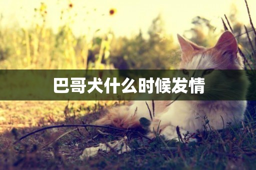 巴哥犬什么時候發情