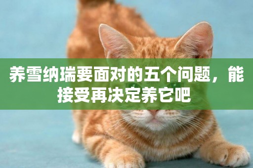 養雪納瑞要面對的五個問題，能接受再決定養它吧 