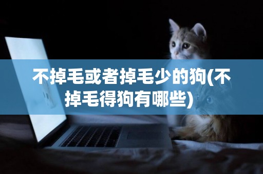 不掉毛或者掉毛少的狗(不掉毛得狗有哪些) 