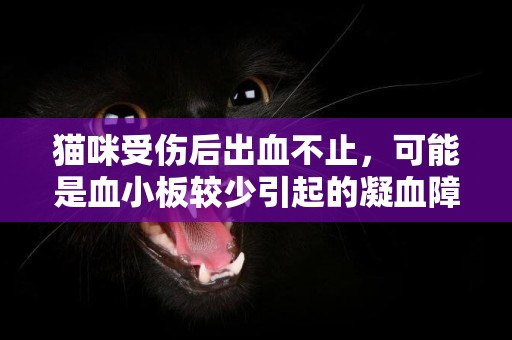 貓咪受傷后出血不止，可能是血小板較少引起的凝血障礙，不容忽視 