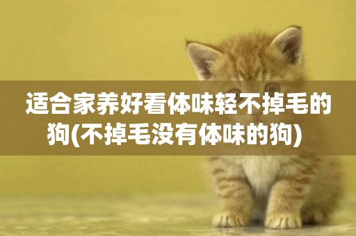 適合家養好看體味輕不掉毛的狗(不掉毛沒有體味的狗) 