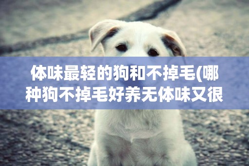 體味最輕的狗和不掉毛(哪種狗不掉毛好養無體味又很少生病) 