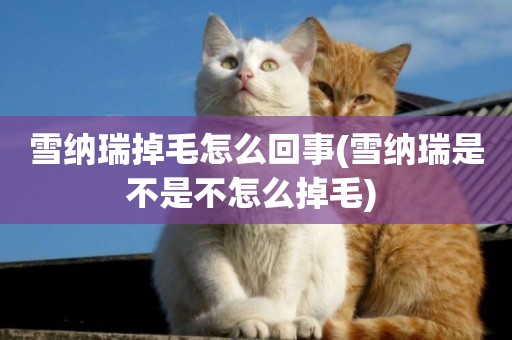 雪納瑞掉毛怎么回事(雪納瑞是不是不怎么掉毛) 