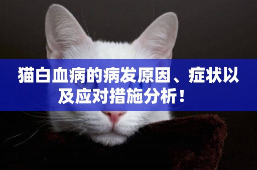 貓白血病的病發原因、癥狀以及應對措施分析！ 