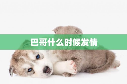 巴哥什么時候發情
