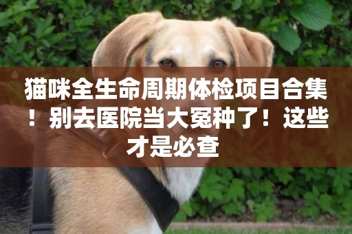 貓咪全生命周期體檢項目合集！別去醫院當大冤種了！這些才是必查 
