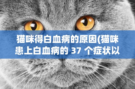 貓咪得白血病的原因(貓咪患上白血病的 37 個癥狀以及該病的防治措施) 
