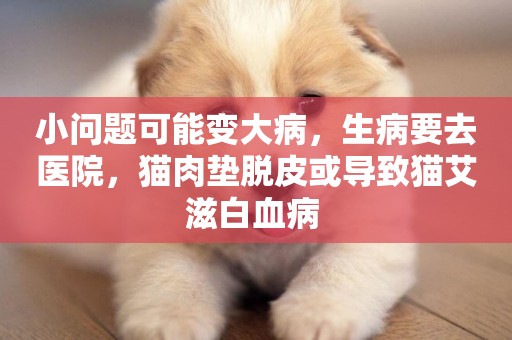 小問題可能變大病，生病要去醫院，貓肉墊脫皮或導致貓艾滋白血病 