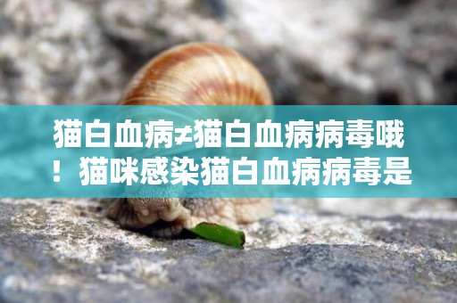 貓白血病≠貓白血病病毒哦！貓咪感染貓白血病病毒是什么原因呢？ 