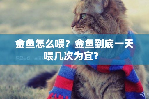 金魚怎么喂？金魚到底一天喂幾次為宜？ 