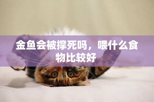 金魚會被撐死嗎，喂什么食物比較好 