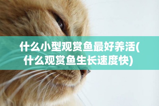 什么小型觀賞魚最好養活(什么觀賞魚生長速度快) 