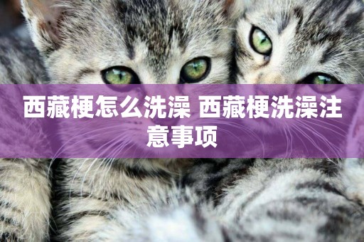 西藏梗怎么洗澡 西藏梗洗澡注意事項