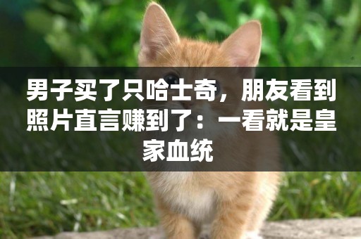 男子買了只哈士奇，朋友看到照片直言賺到了：一看就是皇家血統 