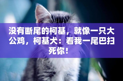 沒有斷尾的柯基，就像一只大公雞，柯基犬：看我一尾巴掃死你！ 