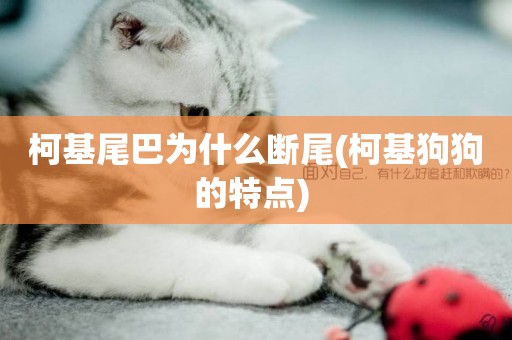 柯基尾巴為什么斷尾(柯基狗狗的特點) 