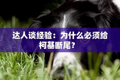 達人談經驗：為什么必須給柯基斷尾？ 