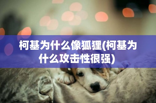 柯基為什么像狐貍(柯基為什么攻擊性很強) 