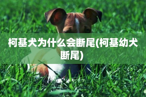 柯基犬為什么會斷尾(柯基幼犬斷尾) 