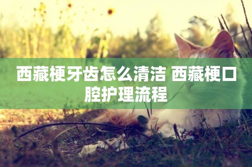 西藏梗牙齒怎么清潔 西藏梗口腔護理流程