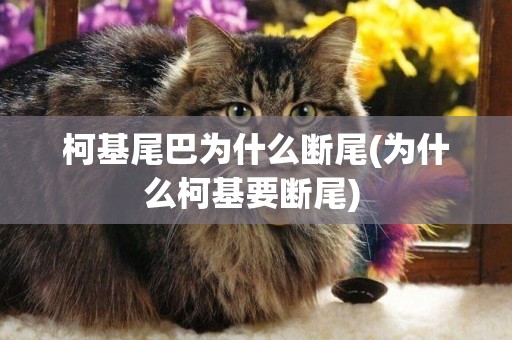 柯基尾巴為什么斷尾(為什么柯基要斷尾) 
