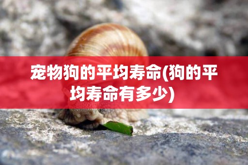 寵物狗的平均壽命(狗的平均壽命有多少) 