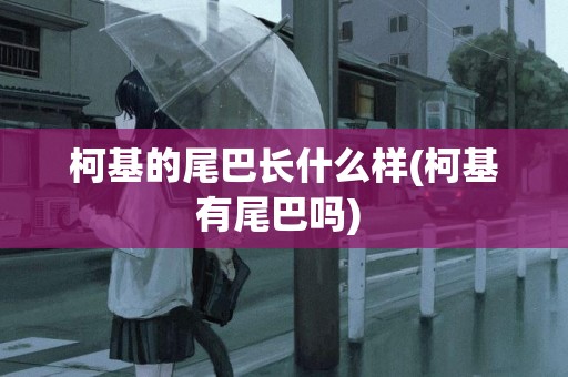 柯基的尾巴長什么樣(柯基有尾巴嗎) 