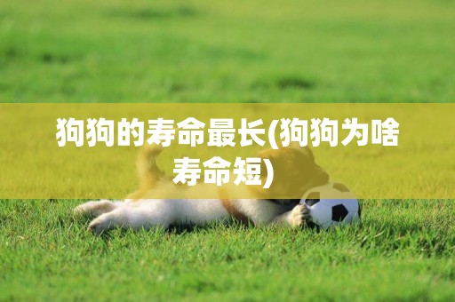 狗狗的壽命最長(狗狗為啥壽命短) 