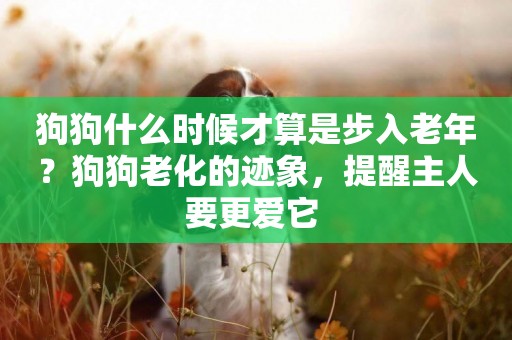 狗狗什么時候才算是步入老年？狗狗老化的跡象，提醒主人要更愛它 