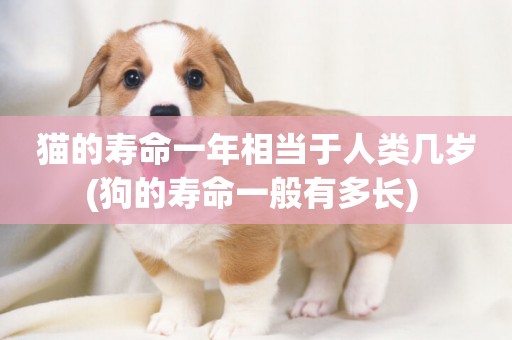 貓的壽命一年相當于人類幾歲(狗的壽命一般有多長) 
