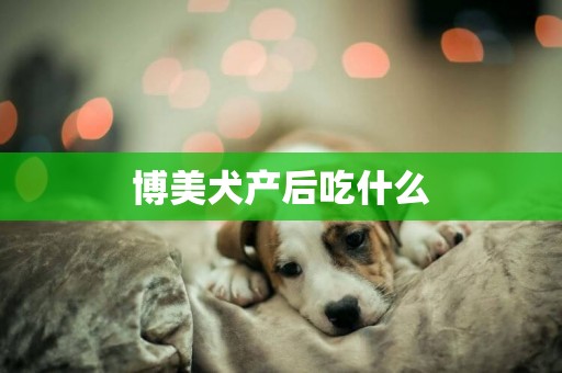 博美犬產后吃什么