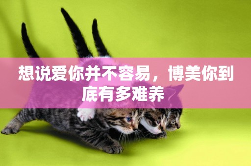 想說愛你并不容易，博美你到底有多難養 