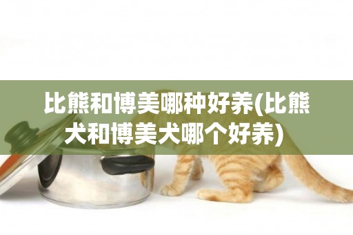 比熊和博美哪種好養(比熊犬和博美犬哪個好養) 