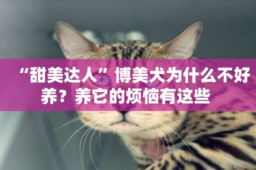 “甜美達人”博美犬為什么不好養？養它的煩惱有這些 
