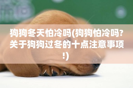 狗狗冬天怕冷嗎(狗狗怕冷嗎?關于狗狗過冬的十點注意事項!) 