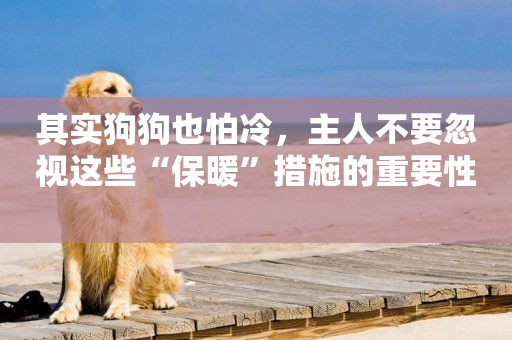 其實狗狗也怕冷，主人不要忽視這些“保暖”措施的重要性 